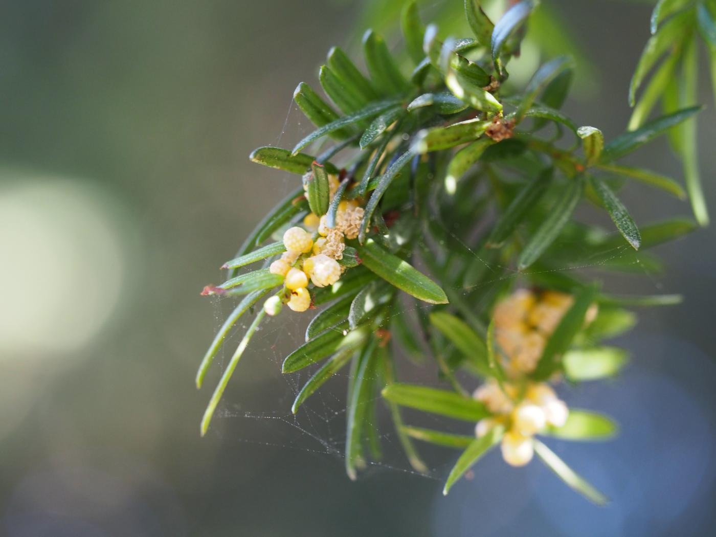 Yew flower